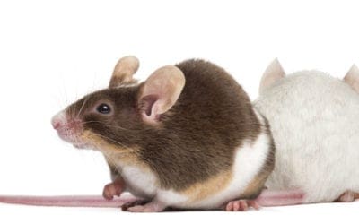 Fertility Impairment in Mice on a Low Fluoride Intake