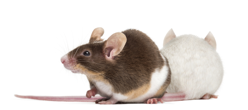 Fertility Impairment in Mice on a Low Fluoride Intake